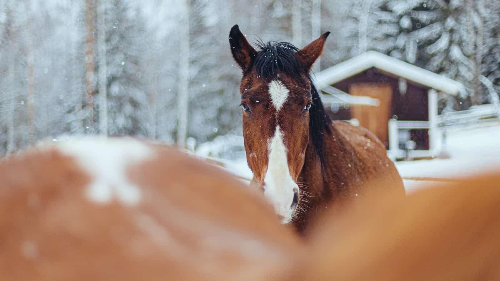 selective focus photography of brown-and-white horses during snow