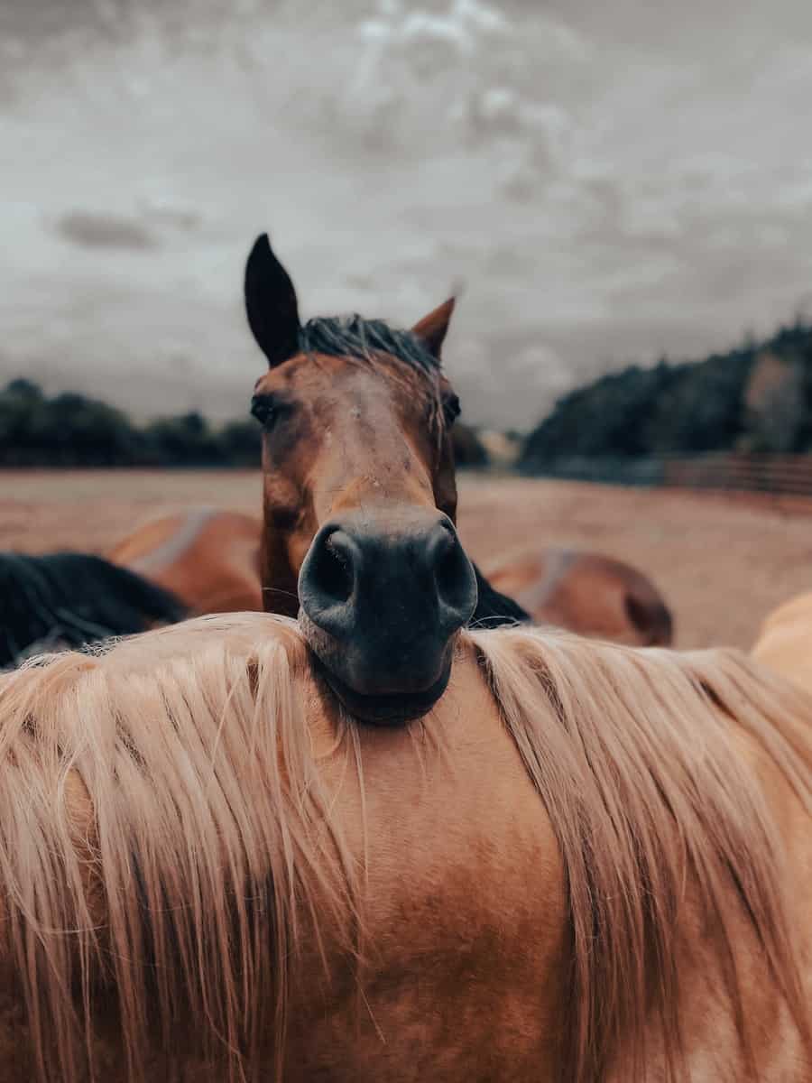 brown and black horse on brown field during daytime