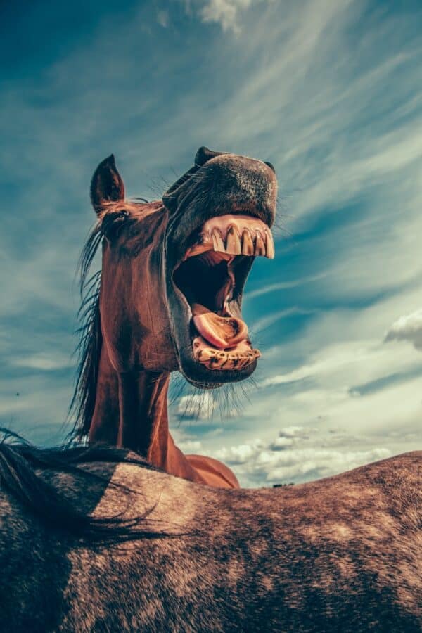 Shouting horse under cloudy sky
