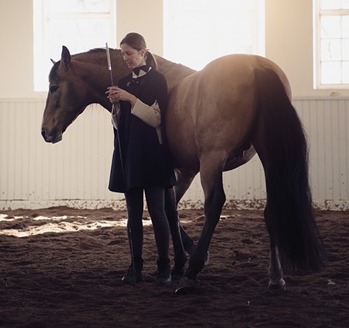 close-up photography of brown horse