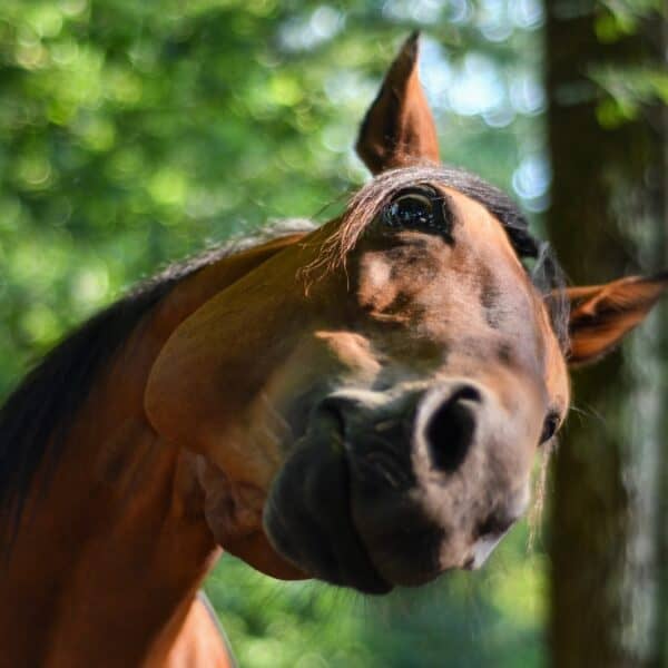 Shouting horse under cloudy sky