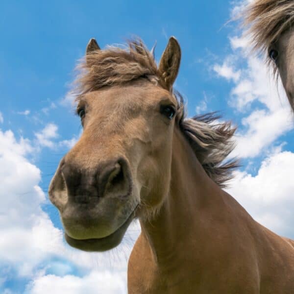 close-up photography of brown horse