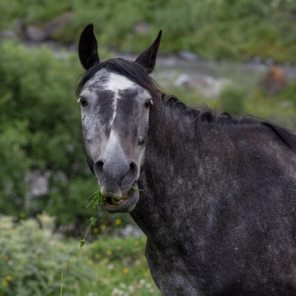 Shouting horse under cloudy sky